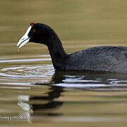 Red-knobbed Coot