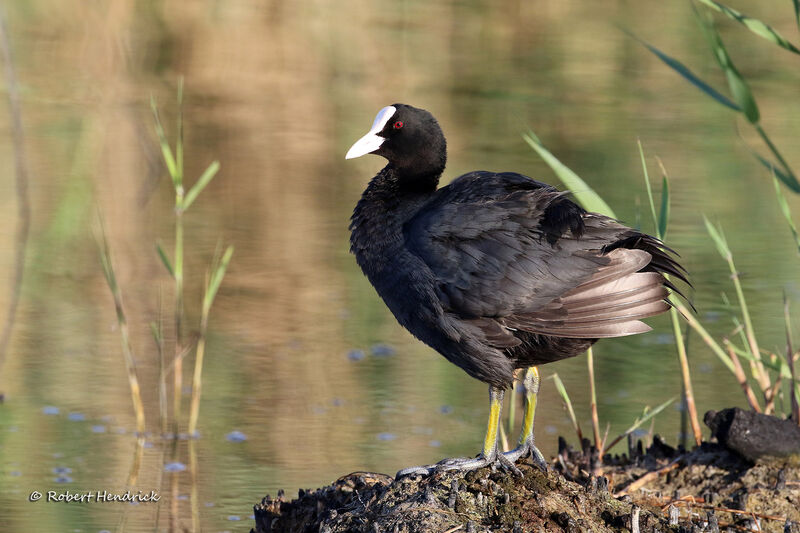 Eurasian Coot