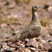 Crowned Sandgrouse