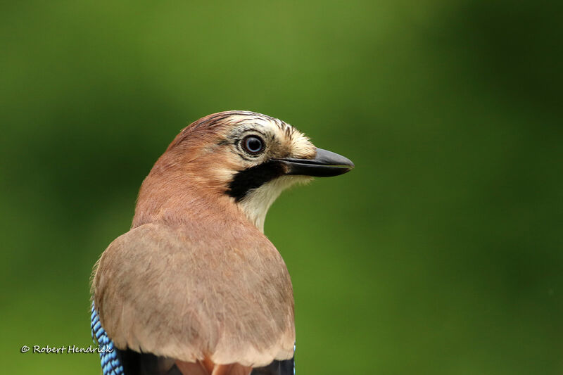 Eurasian Jay