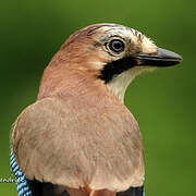 Eurasian Jay