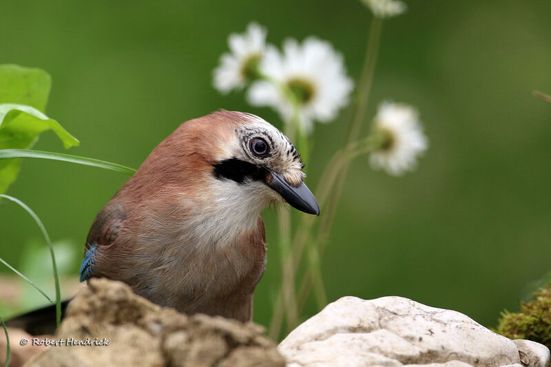 Eurasian Jay