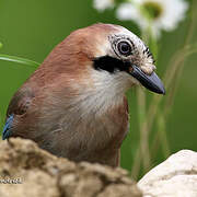 Eurasian Jay