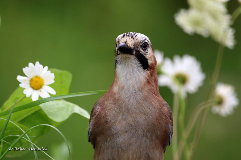 Eurasian Jay