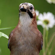 Eurasian Jay