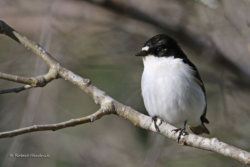 European Pied Flycatcher