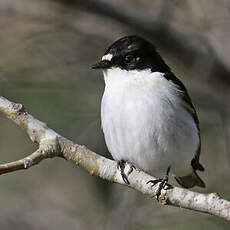 Gobemouche noir