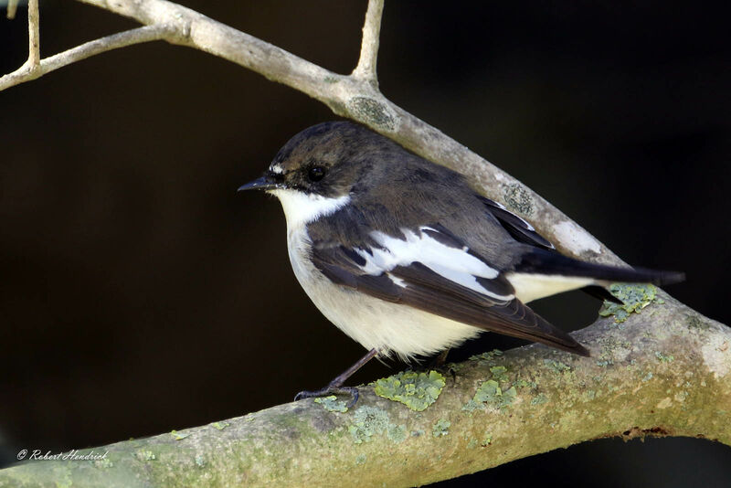 European Pied Flycatcher