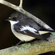 Gobemouche noir