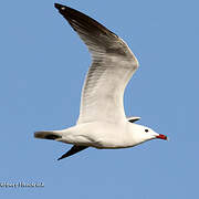 Audouin's Gull