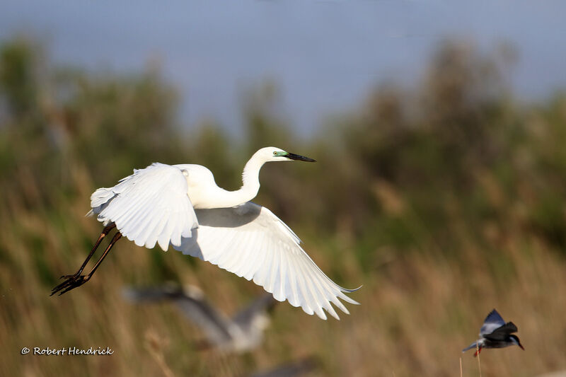 Grande Aigrette