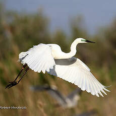 Grande Aigrette