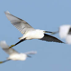 Grande Aigrette