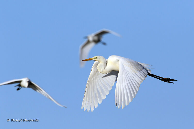 Grande Aigrette