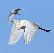 Grande Aigrette