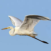 Grande Aigrette