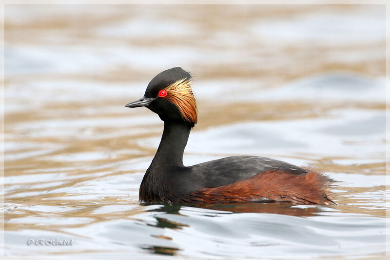 Black-necked Grebe