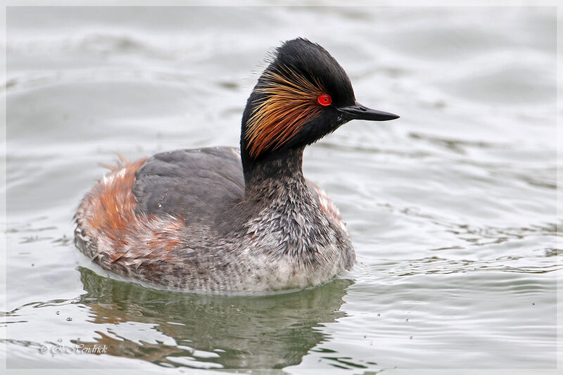 Black-necked Grebe