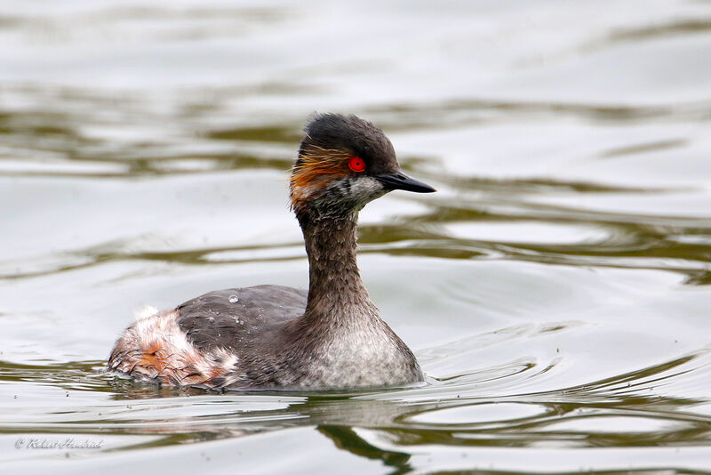 Black-necked Grebe