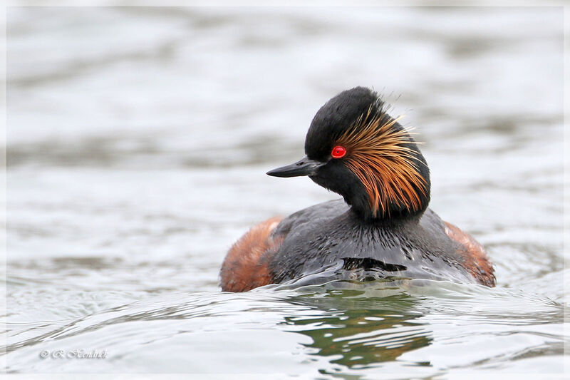 Black-necked Grebe