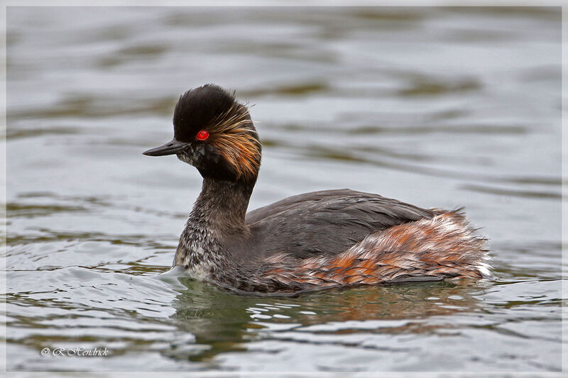 Black-necked Grebe