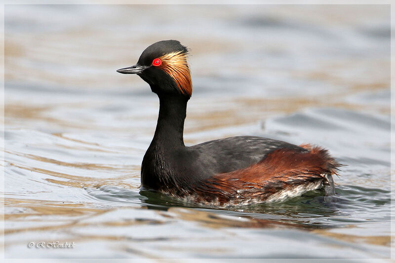 Black-necked Grebe