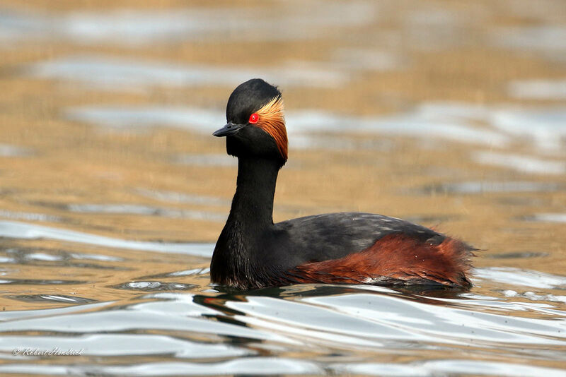 Black-necked Grebe