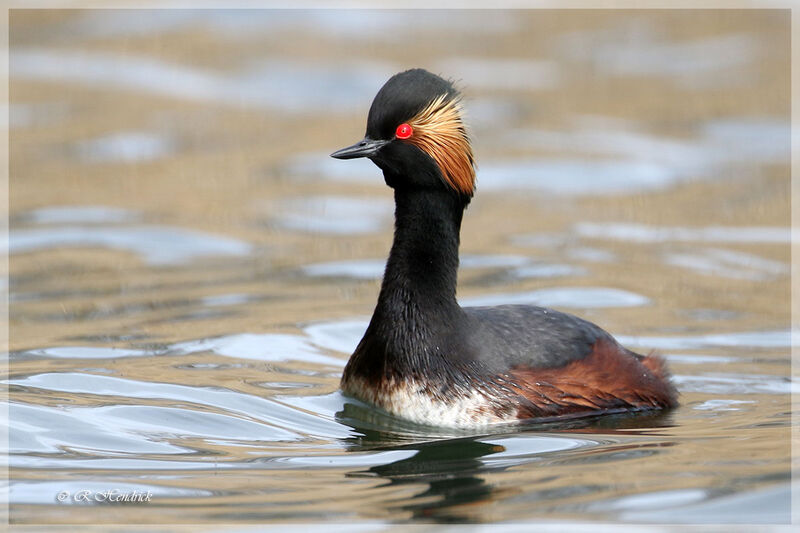 Black-necked Grebe