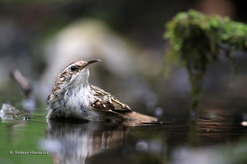 Short-toed Treecreeper