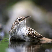 Short-toed Treecreeper