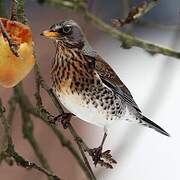 Fieldfare