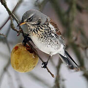 Fieldfare