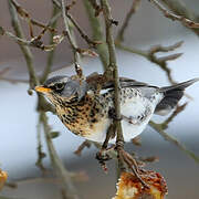 Fieldfare