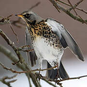 Fieldfare