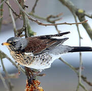 Fieldfare