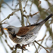 Fieldfare