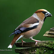 Hawfinch