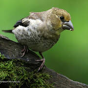 Hawfinch