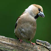 Hawfinch