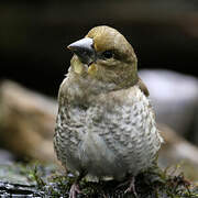 Hawfinch