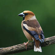 Hawfinch