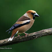 Hawfinch