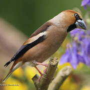 Hawfinch