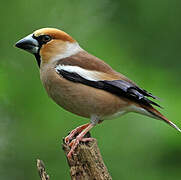 Hawfinch