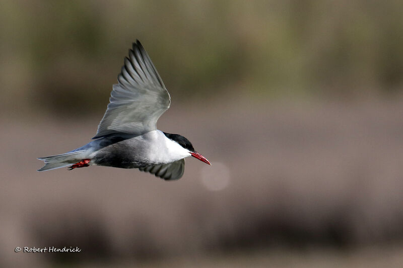 Whiskered Tern