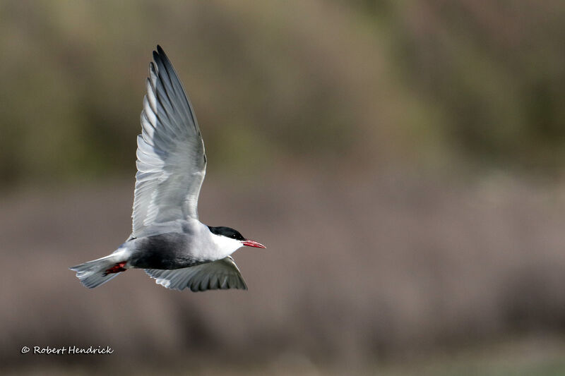 Whiskered Tern