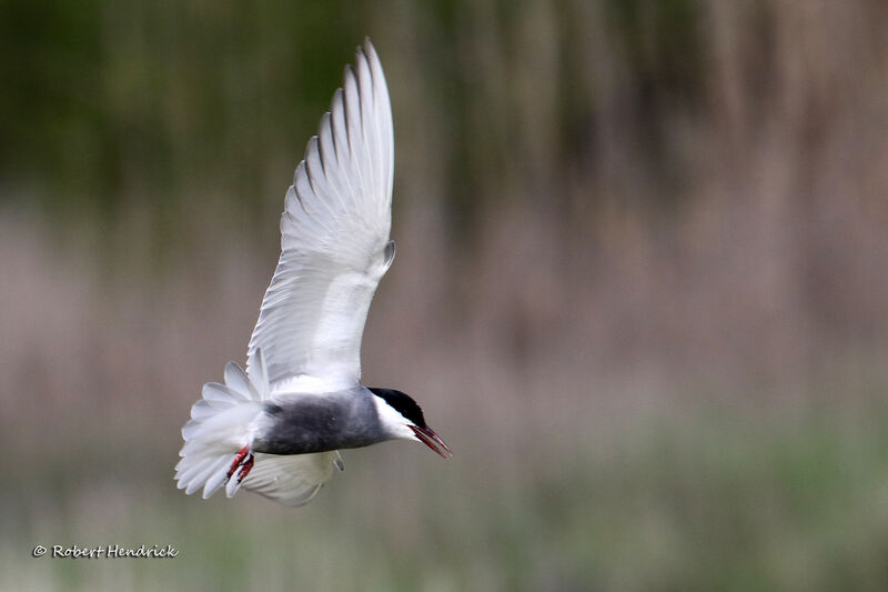 Whiskered Tern