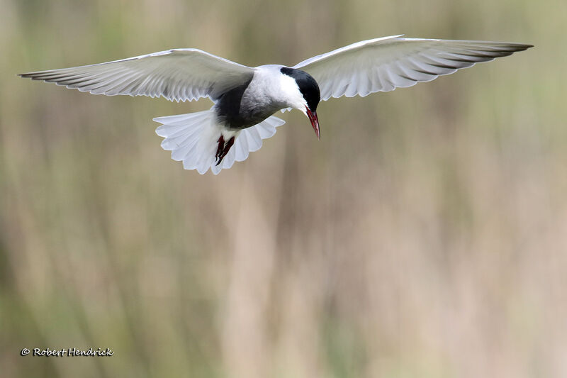 Whiskered Tern