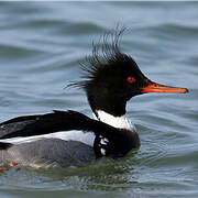 Red-breasted Merganser