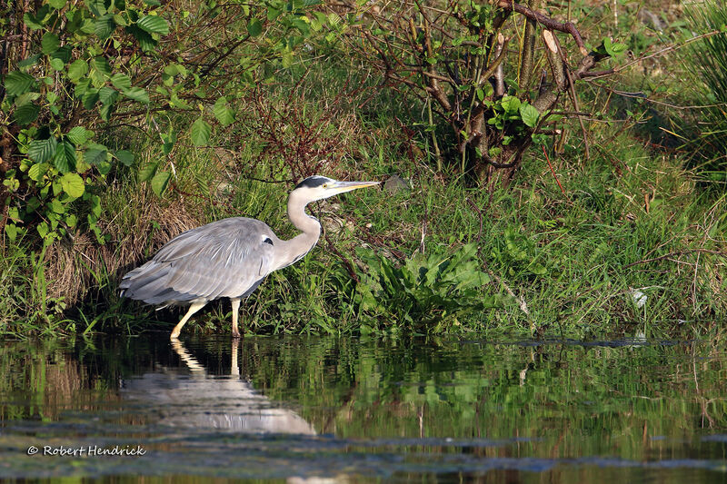 Grey Heron